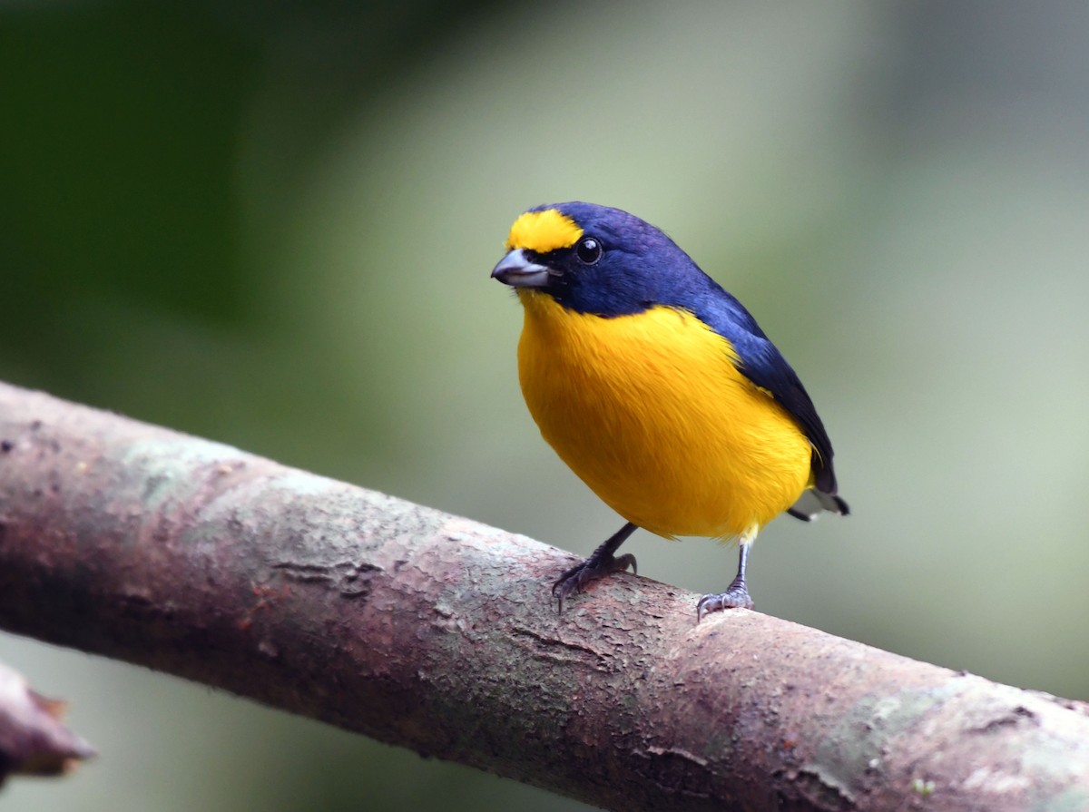 Yellow-throated Euphonia - ML613189231