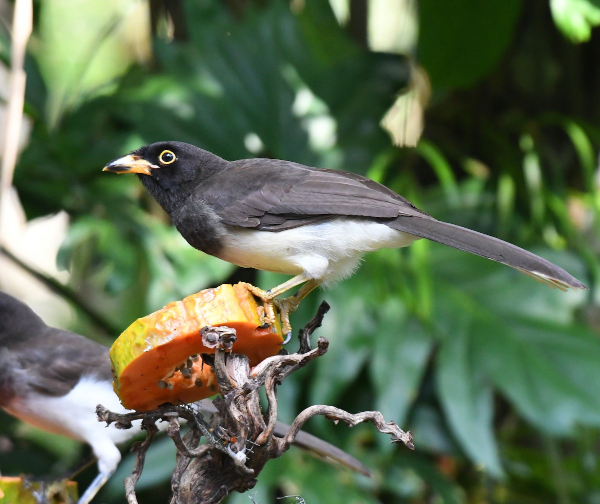 Brown Jay - ML613189354