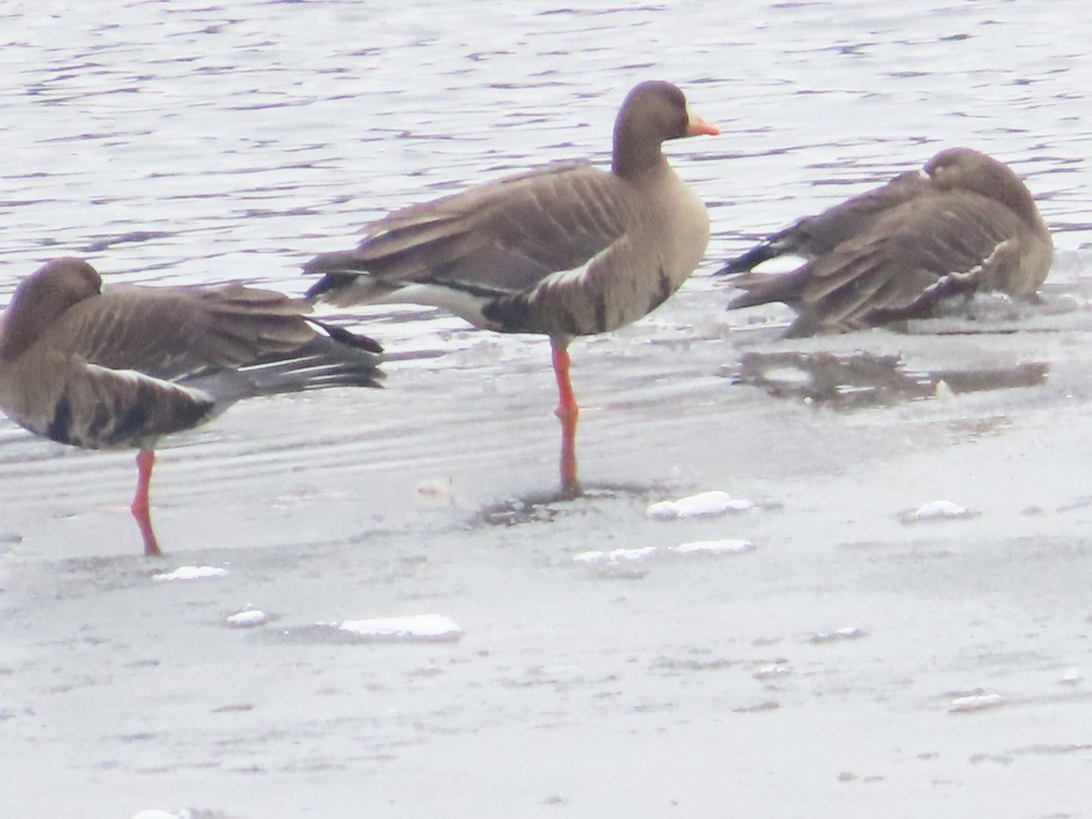Greater White-fronted Goose - ML613189379
