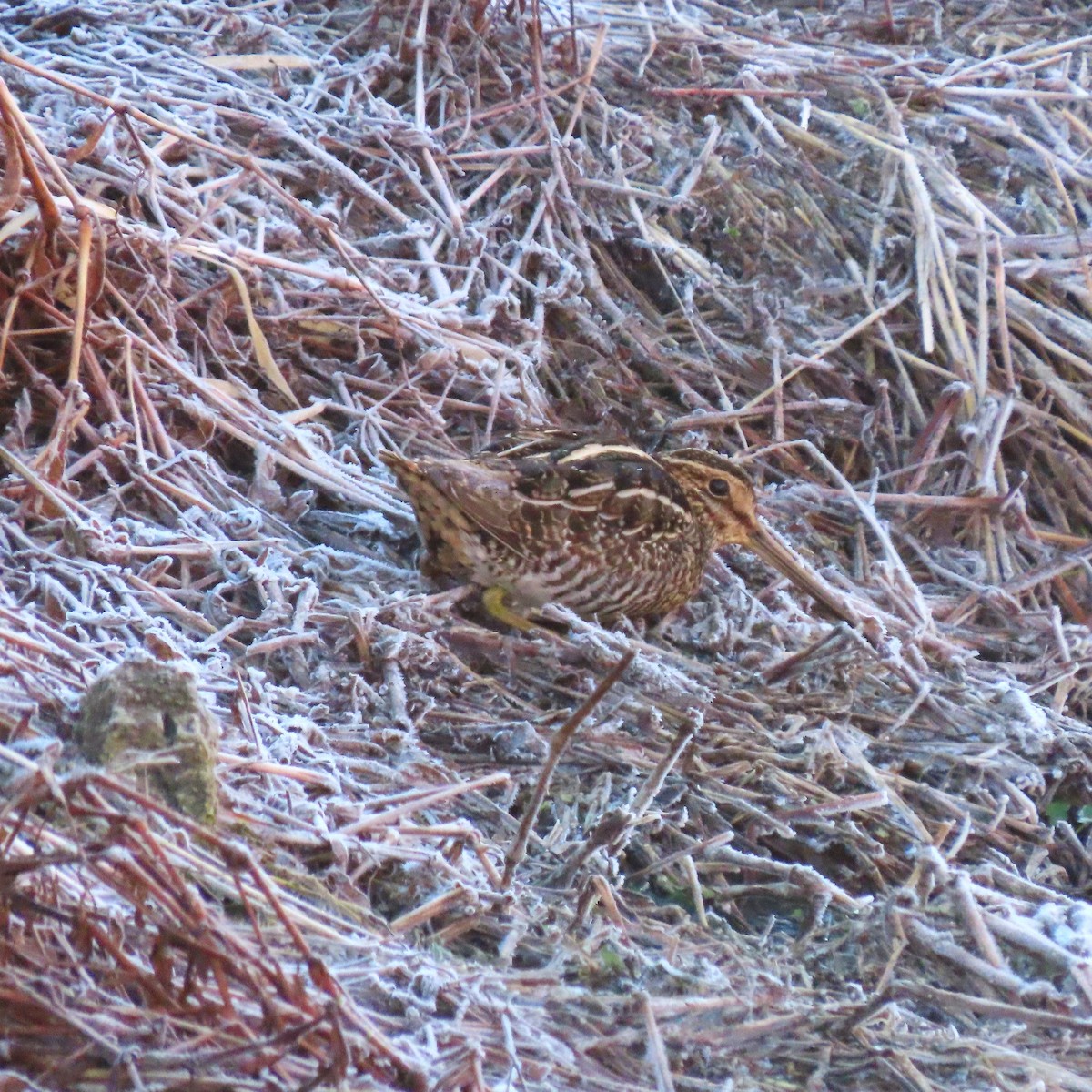 Wilson's Snipe - ML613189390