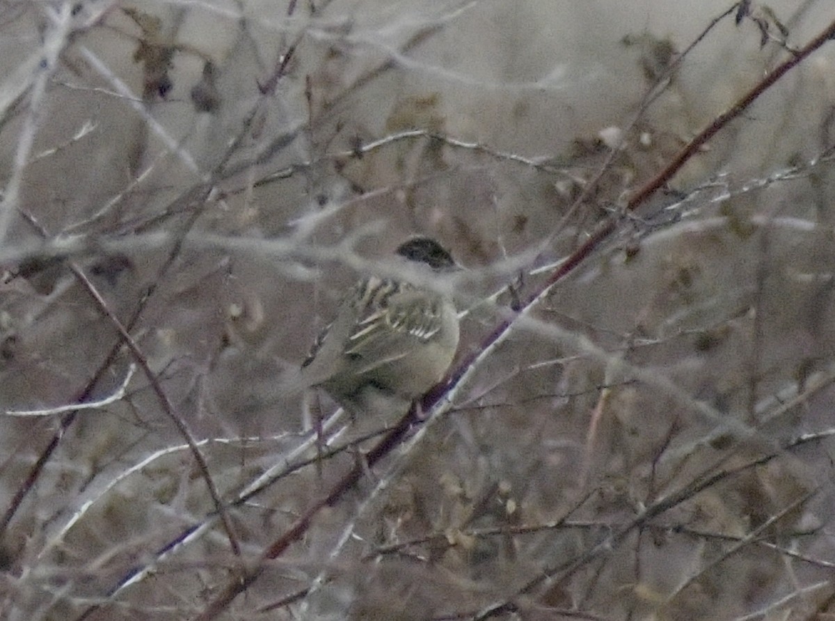 Golden-crowned Sparrow - ML613189400