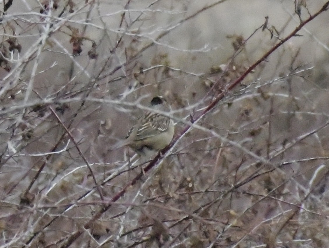 Golden-crowned Sparrow - ML613189410