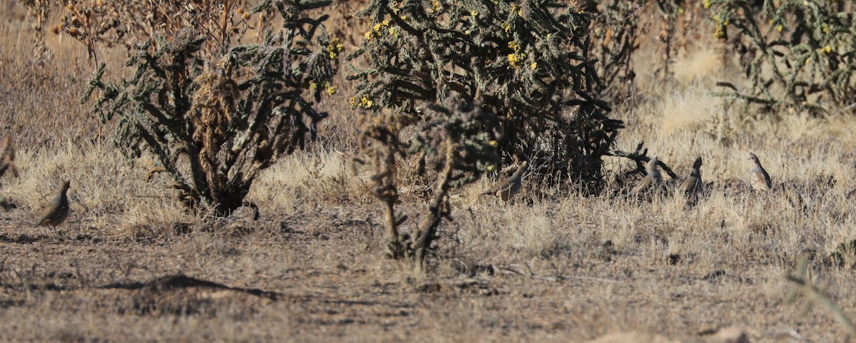 Scaled Quail - ML613189513