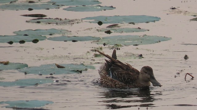 Northern Shoveler - ML613189521