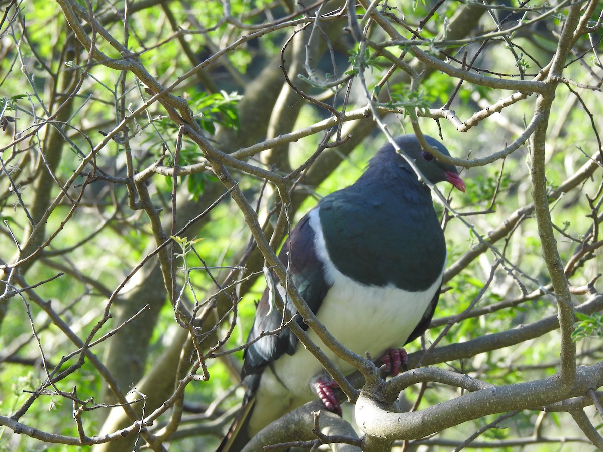 New Zealand Pigeon - ML613189586