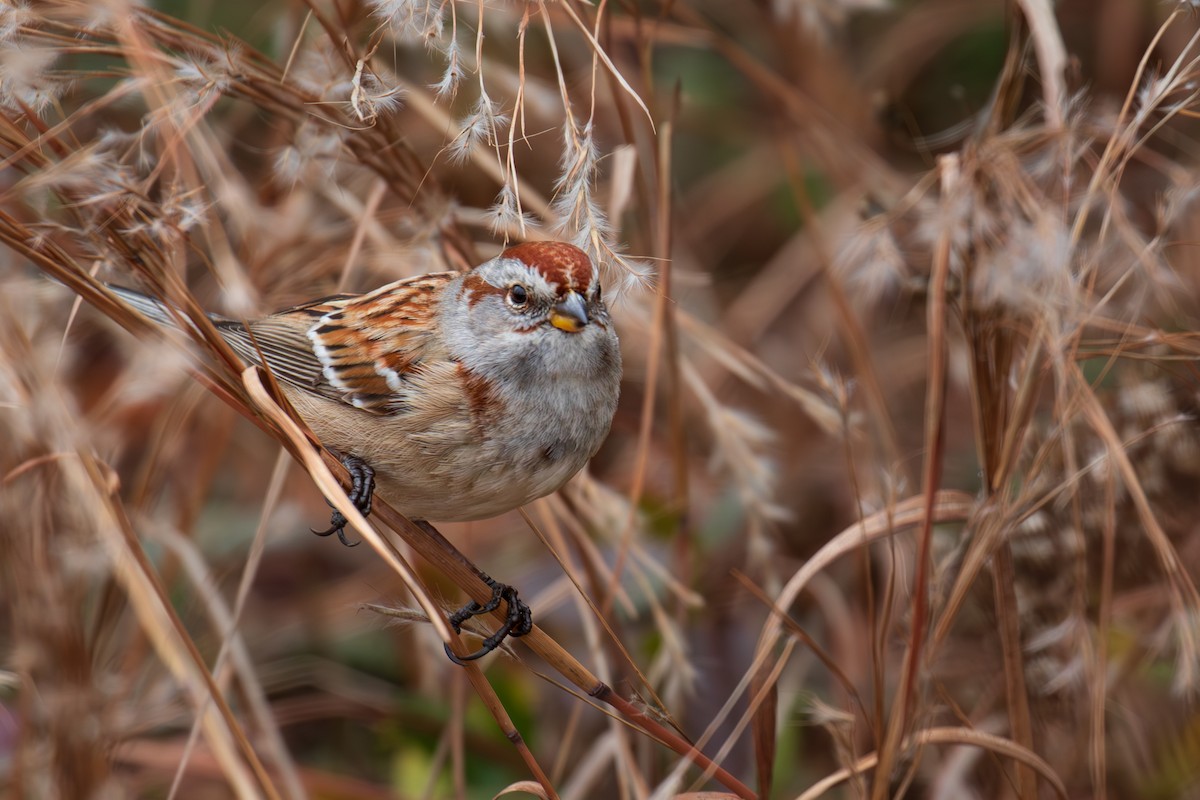 American Tree Sparrow - Marc Brawer