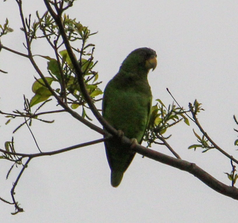 White-fronted Parrot - ML613189603