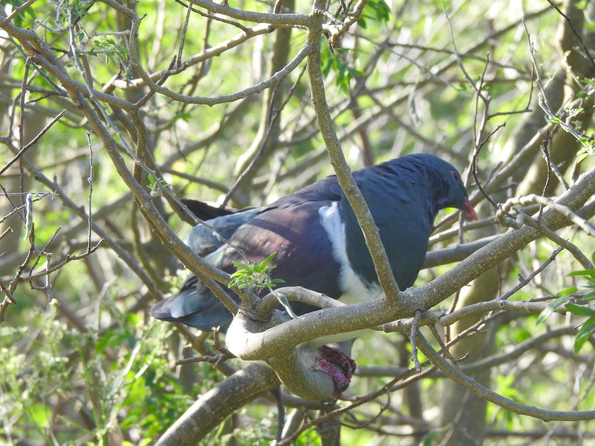 holub maorský - ML613189627