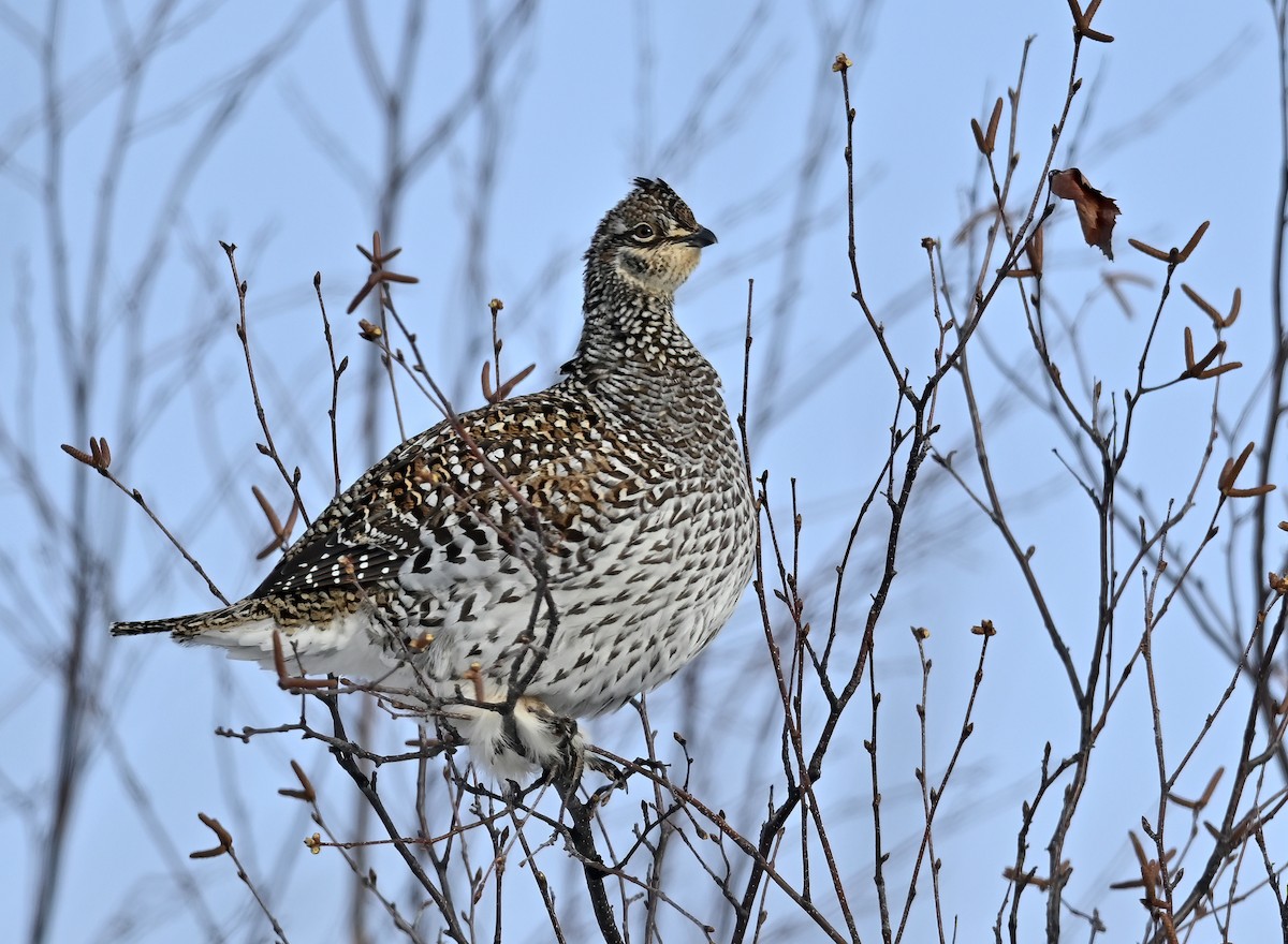 Sharp-tailed Grouse - ML613189656