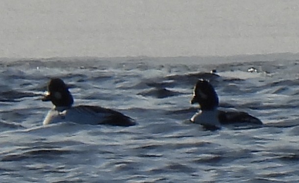 Common Goldeneye - Susanne Meidel