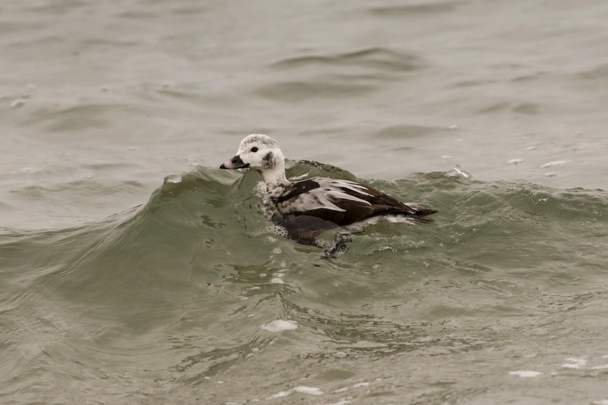 Long-tailed Duck - ML613189702