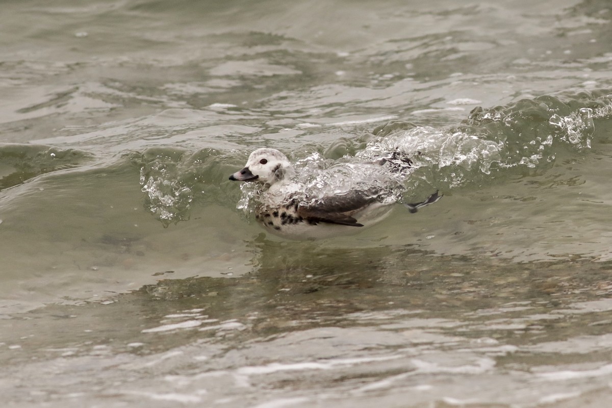 Long-tailed Duck - ML613189704