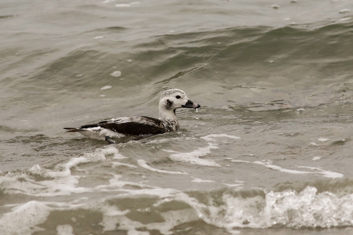 Long-tailed Duck - ML613189705