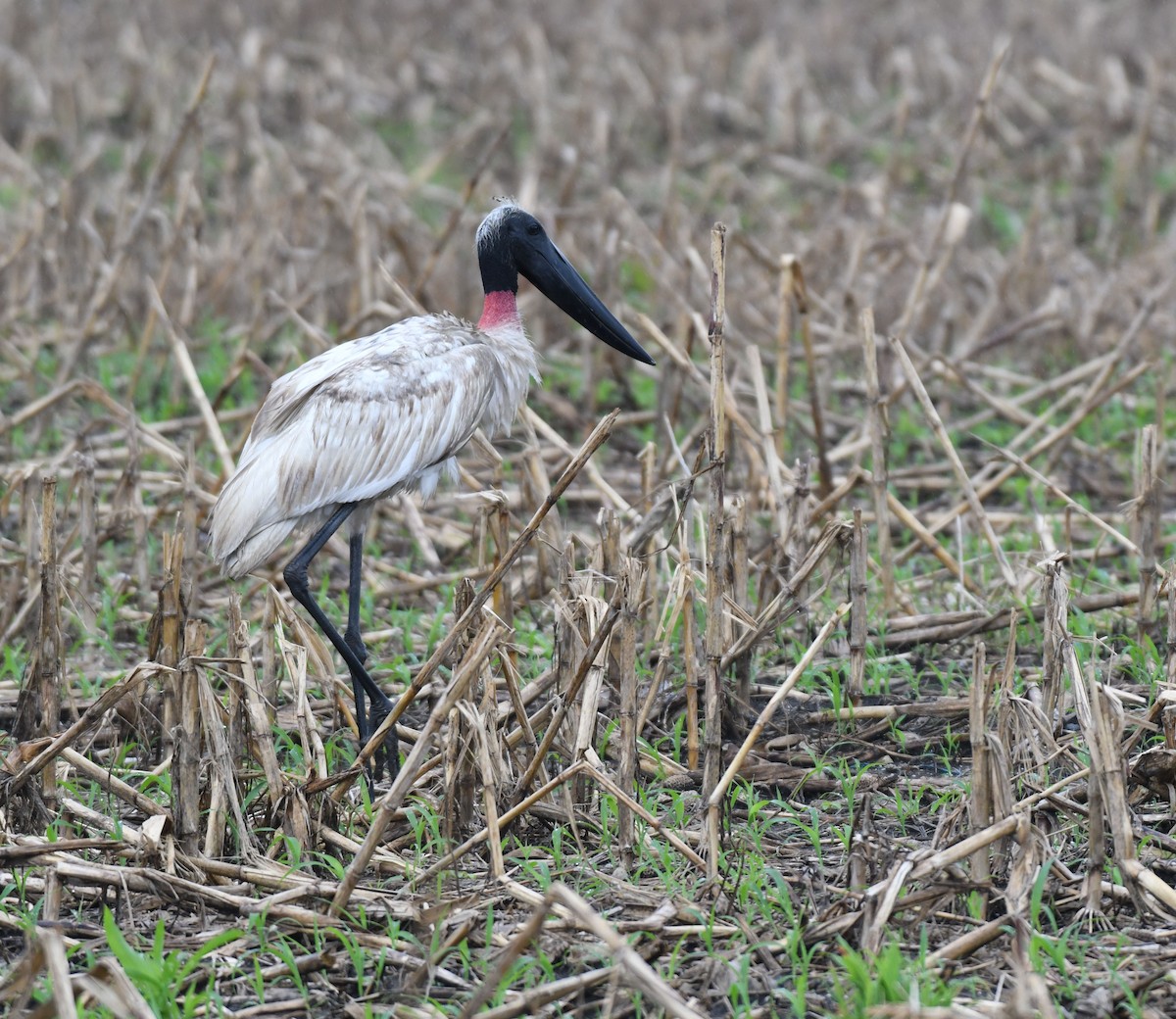 Jabiru d'Amérique - ML613189709