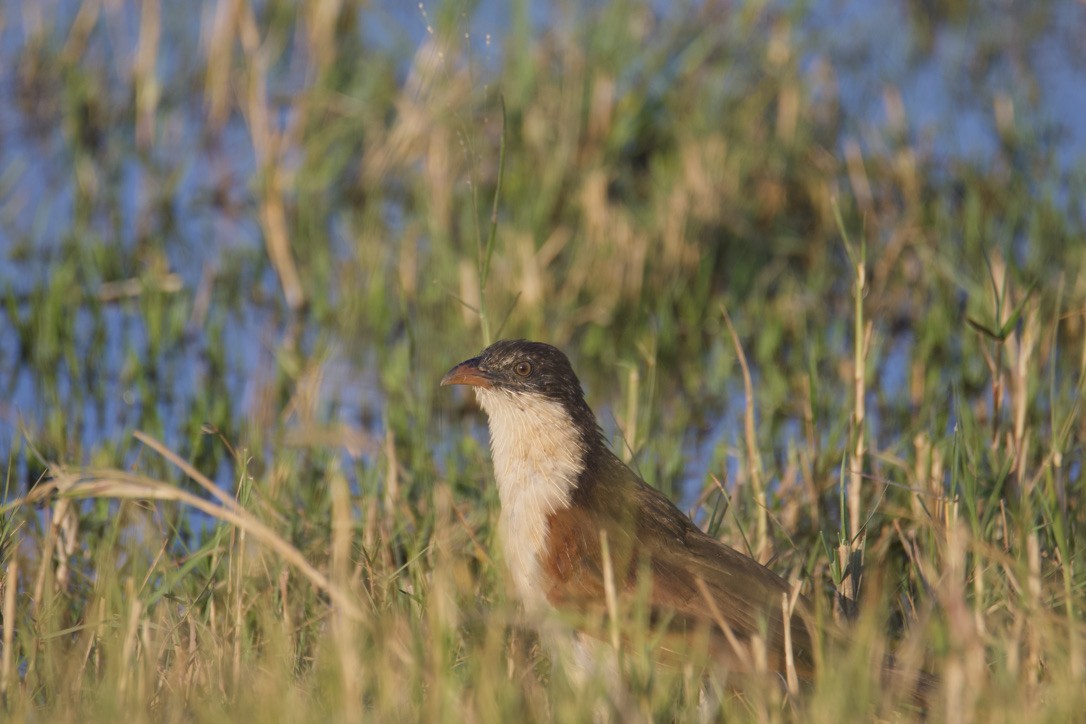 Coppery-tailed Coucal - ML613189744