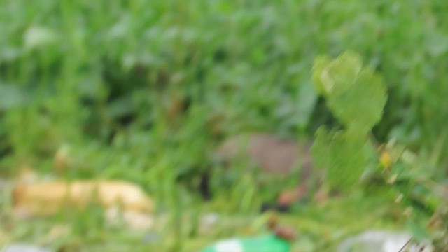 Blyth's Reed Warbler - ML613189745