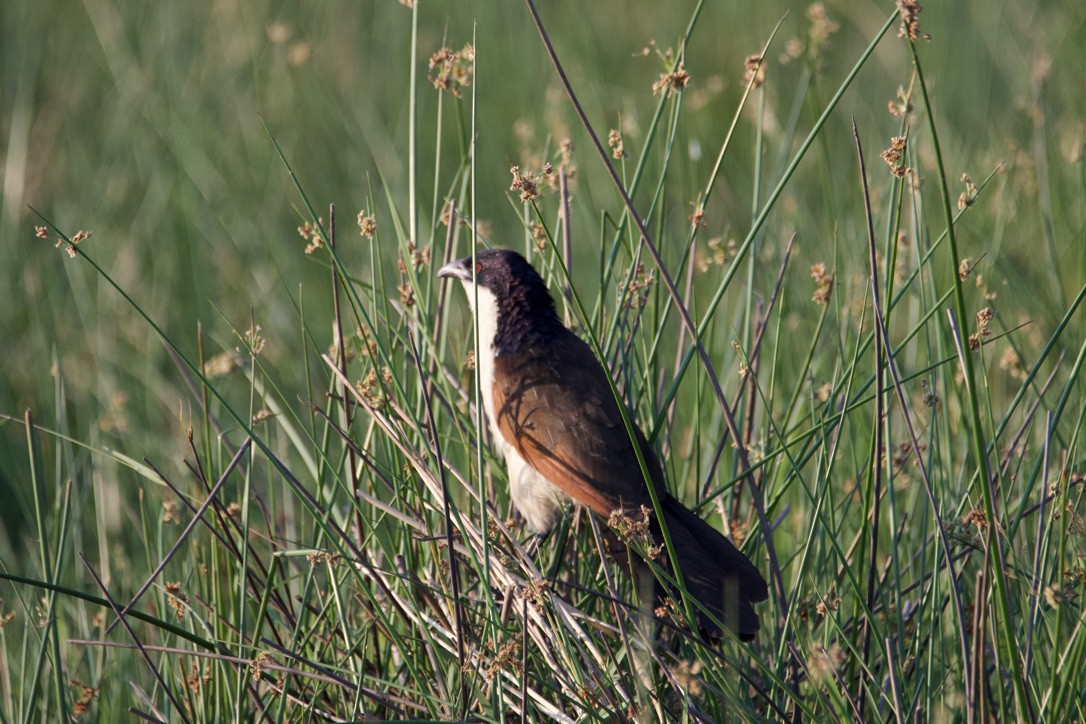Coppery-tailed Coucal - ML613189754