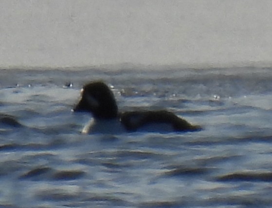 Barrow's Goldeneye - ML613189758