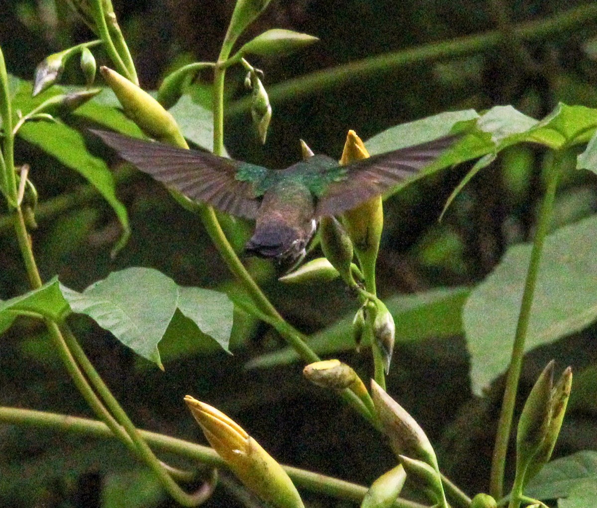 Blue-vented Hummingbird - ML613189787