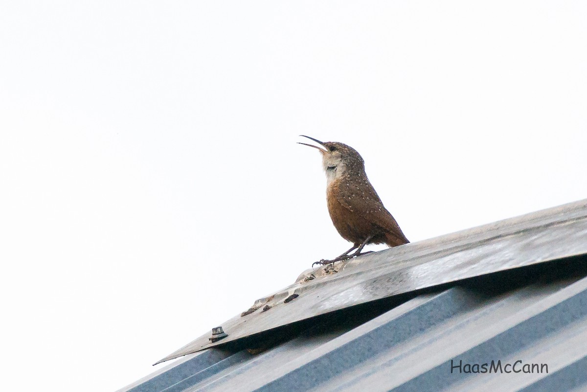 Canyon Wren - ML61318981