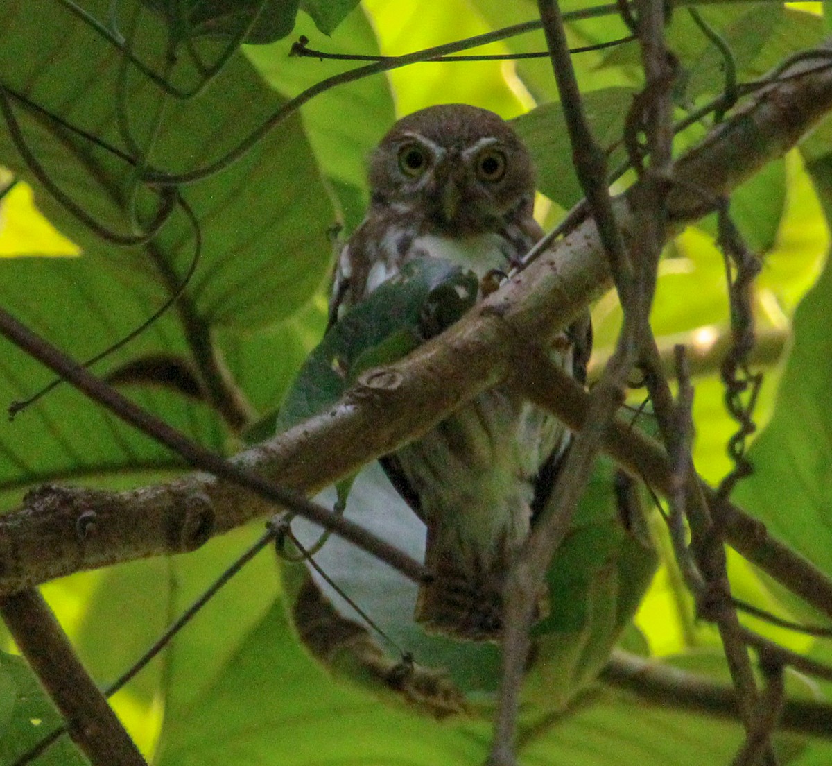 Ferruginous Pygmy-Owl - ML613189816