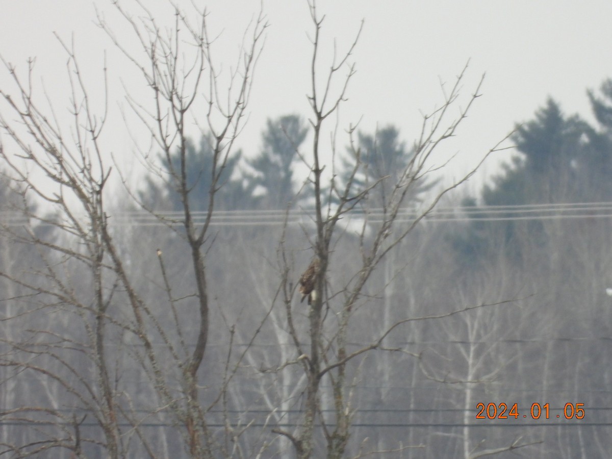 Red-tailed Hawk - ML613189817