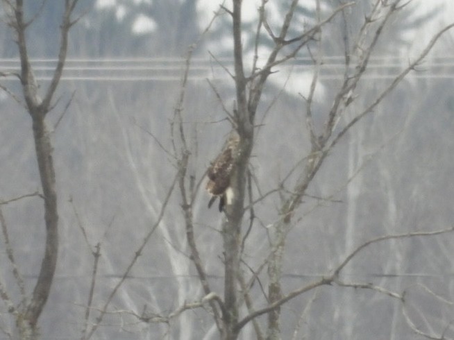 Red-tailed Hawk - ML613189818