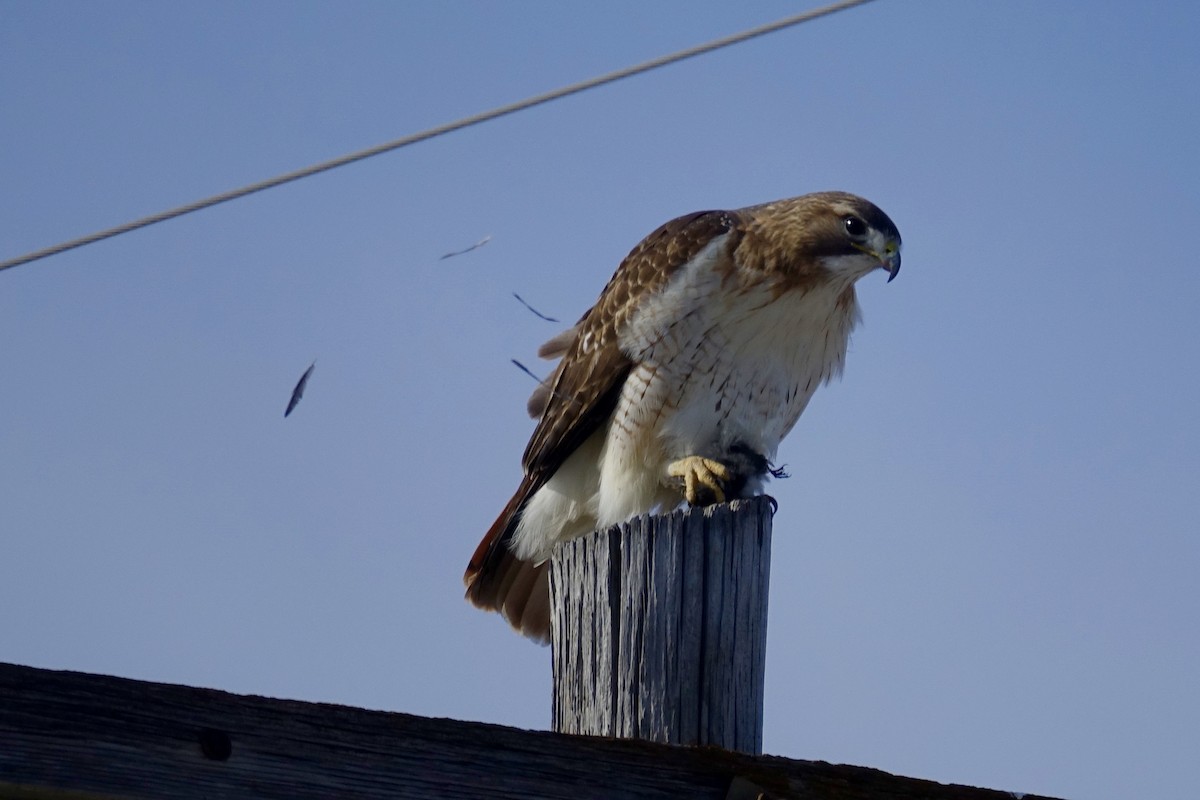 Red-tailed Hawk - ML613190024