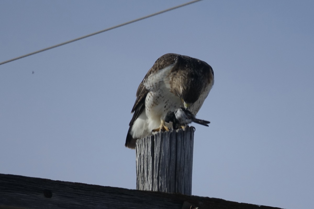 Red-tailed Hawk - ML613190028