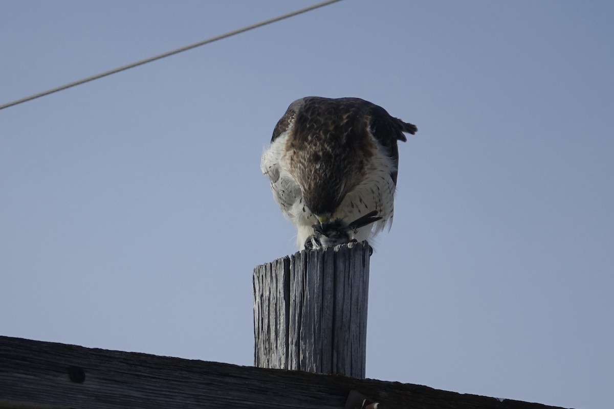 Red-tailed Hawk - ML613190033