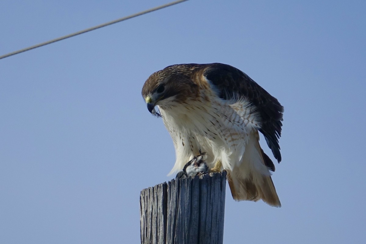 Red-tailed Hawk - ML613190034