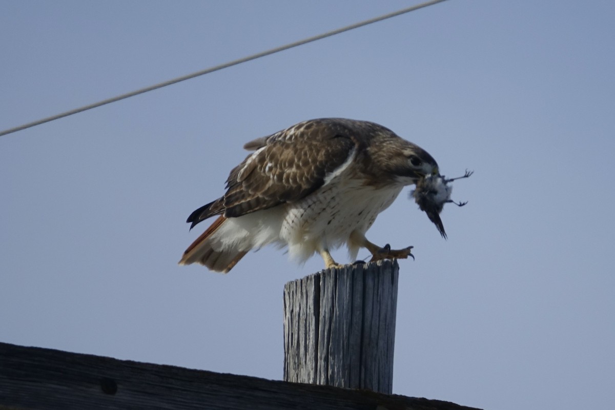 Red-tailed Hawk - ML613190037
