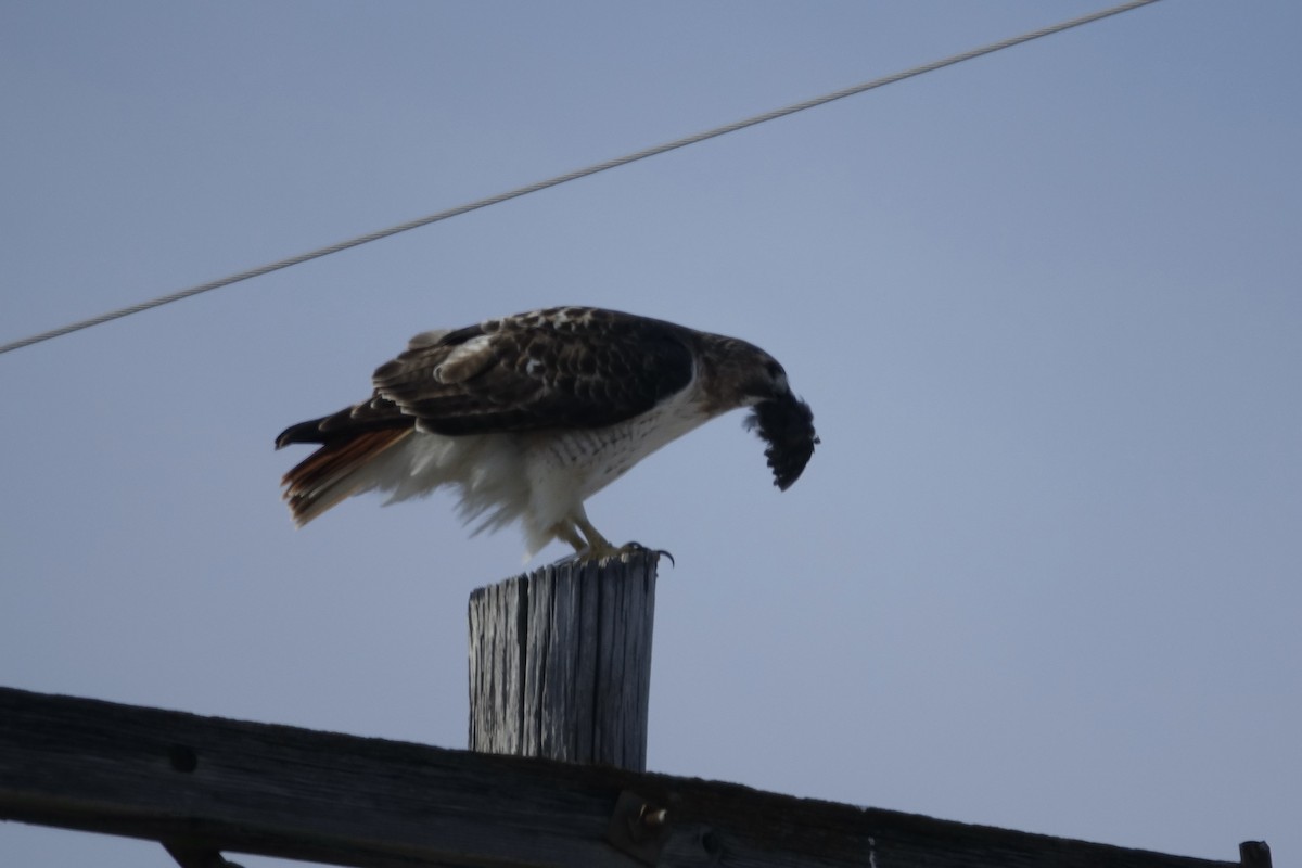 Red-tailed Hawk - ML613190040