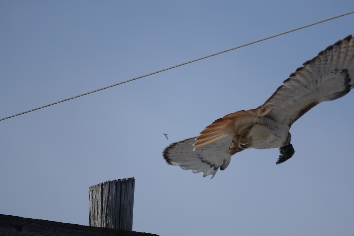 Red-tailed Hawk - ML613190041