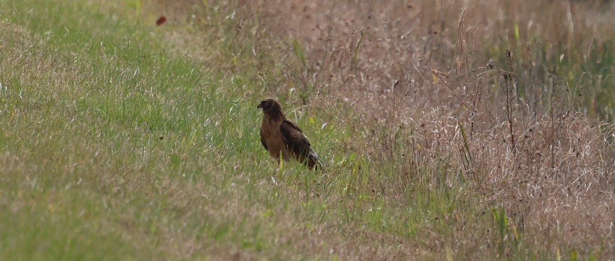 Northern Harrier - ML613190044