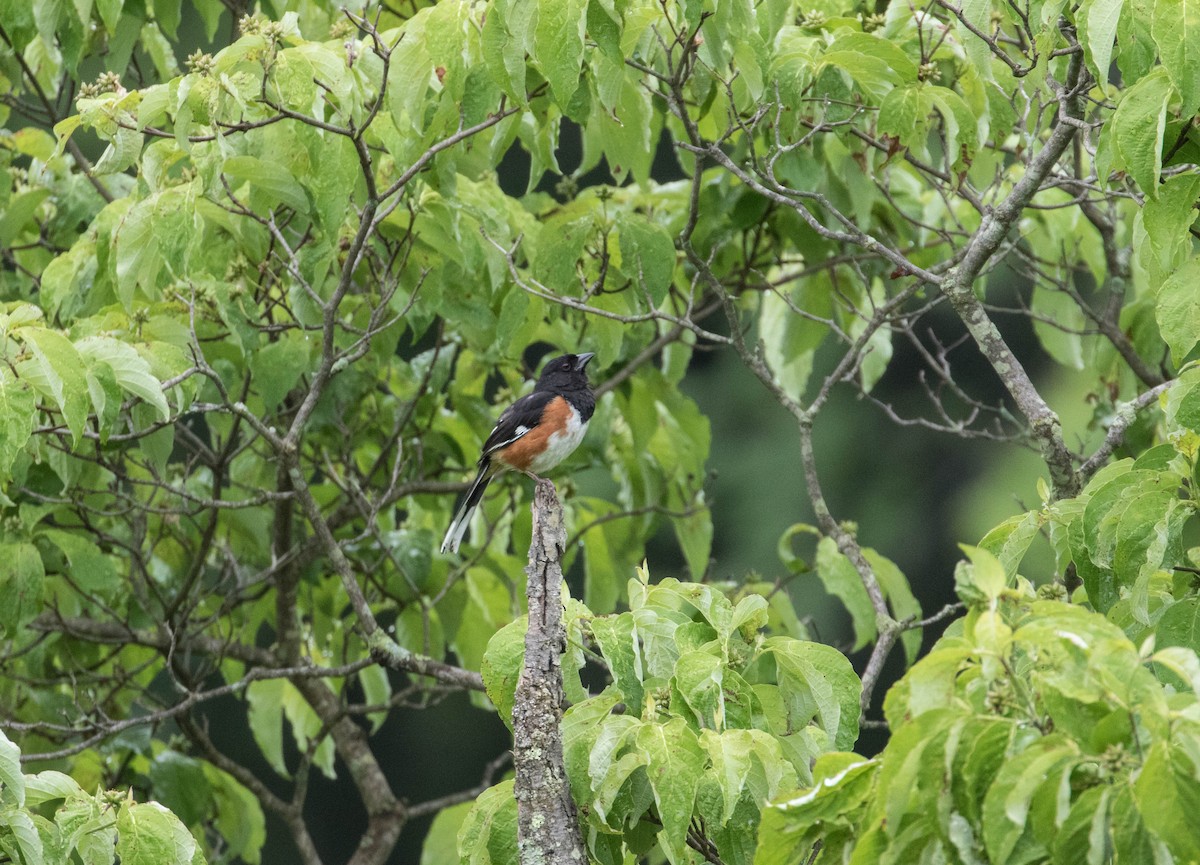 Eastern Towhee - Brad Vatrt