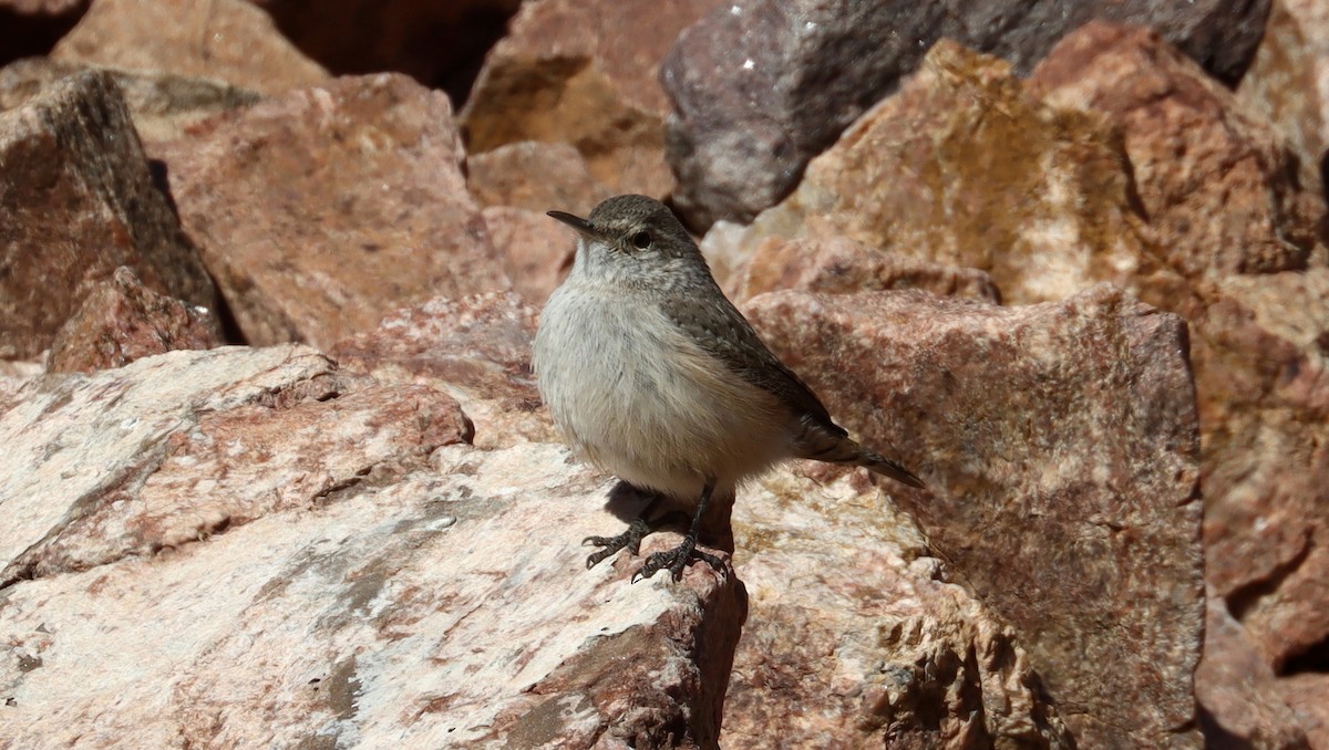 Rock Wren - ML613190121