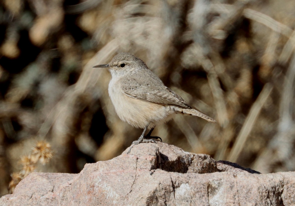 Rock Wren - ML613190171