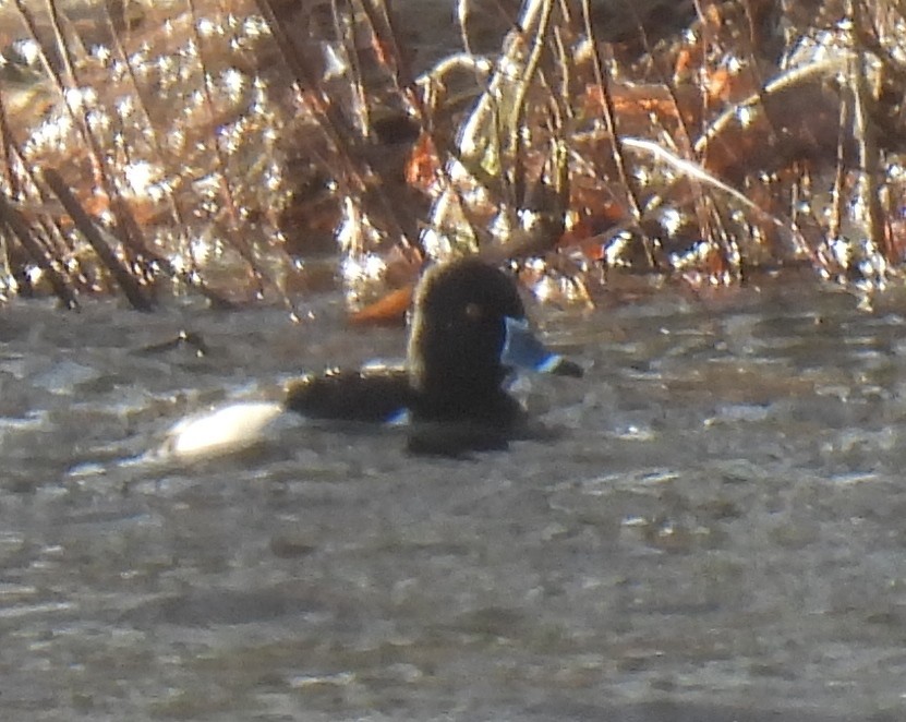 Ring-necked Duck - Susanne Meidel