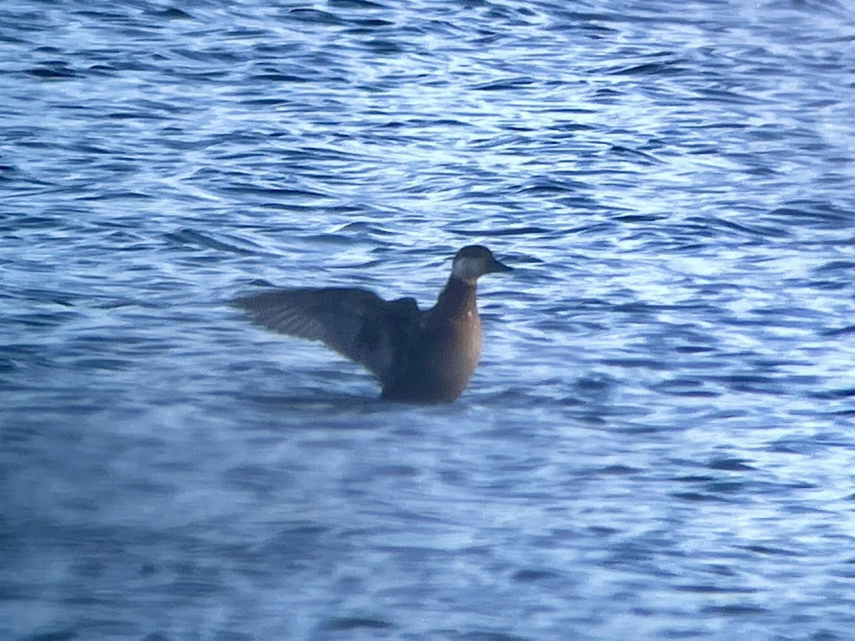 Black Scoter - ML613190201