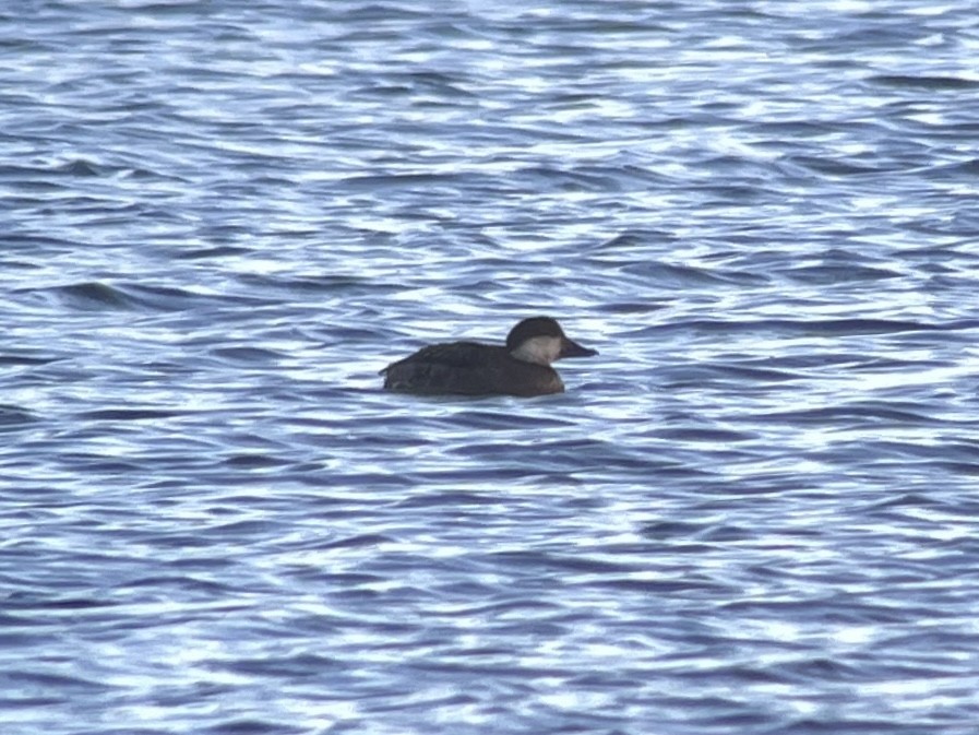 Black Scoter - ML613190203