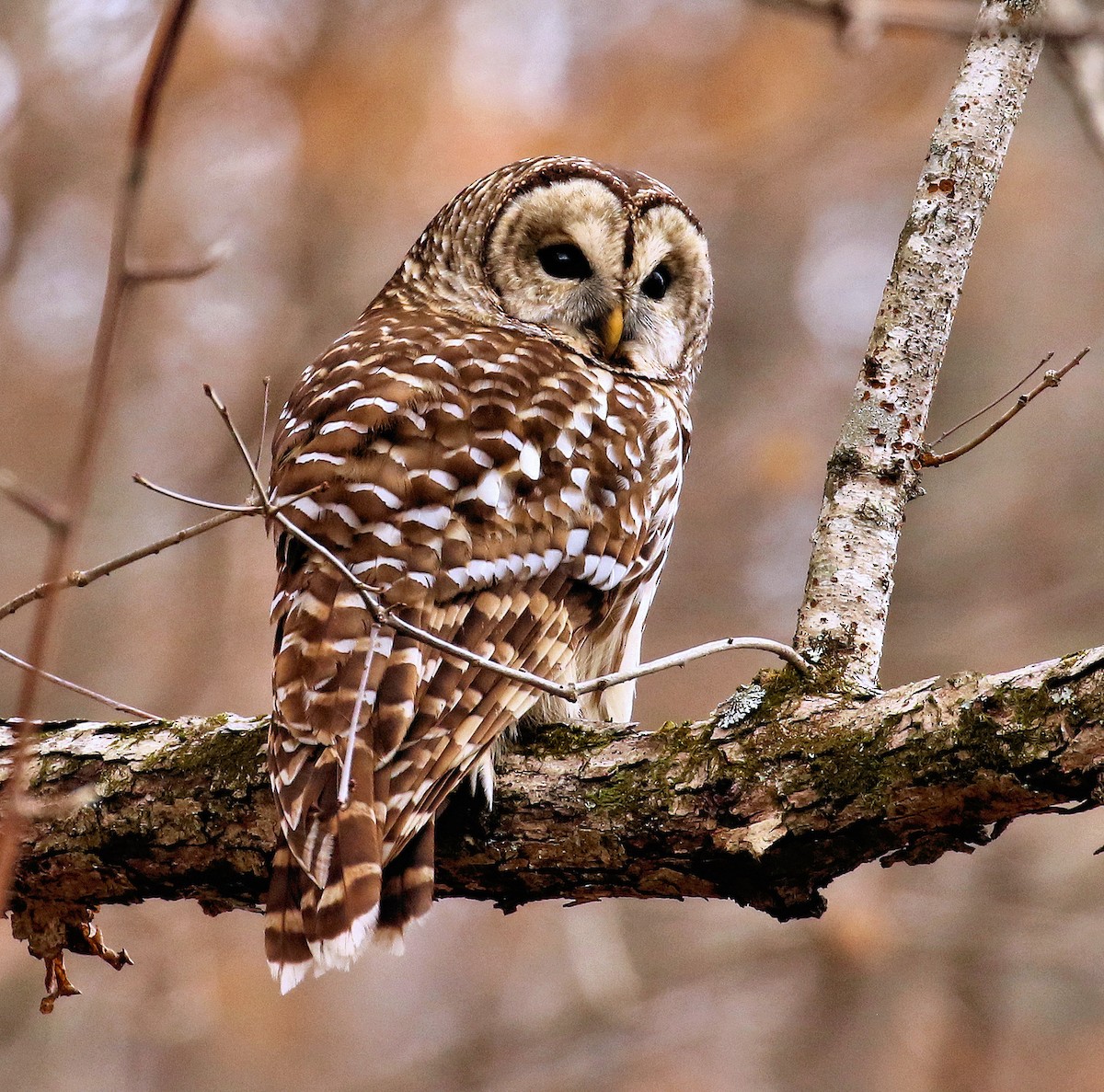 Barred Owl - ML613190214