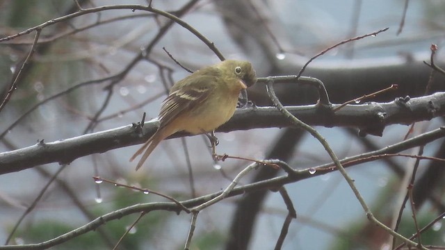 Western Flycatcher - ML613190216