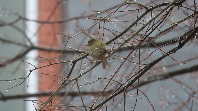 Western Flycatcher - ML613190227