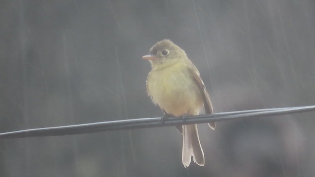 Western Flycatcher - ML613190235