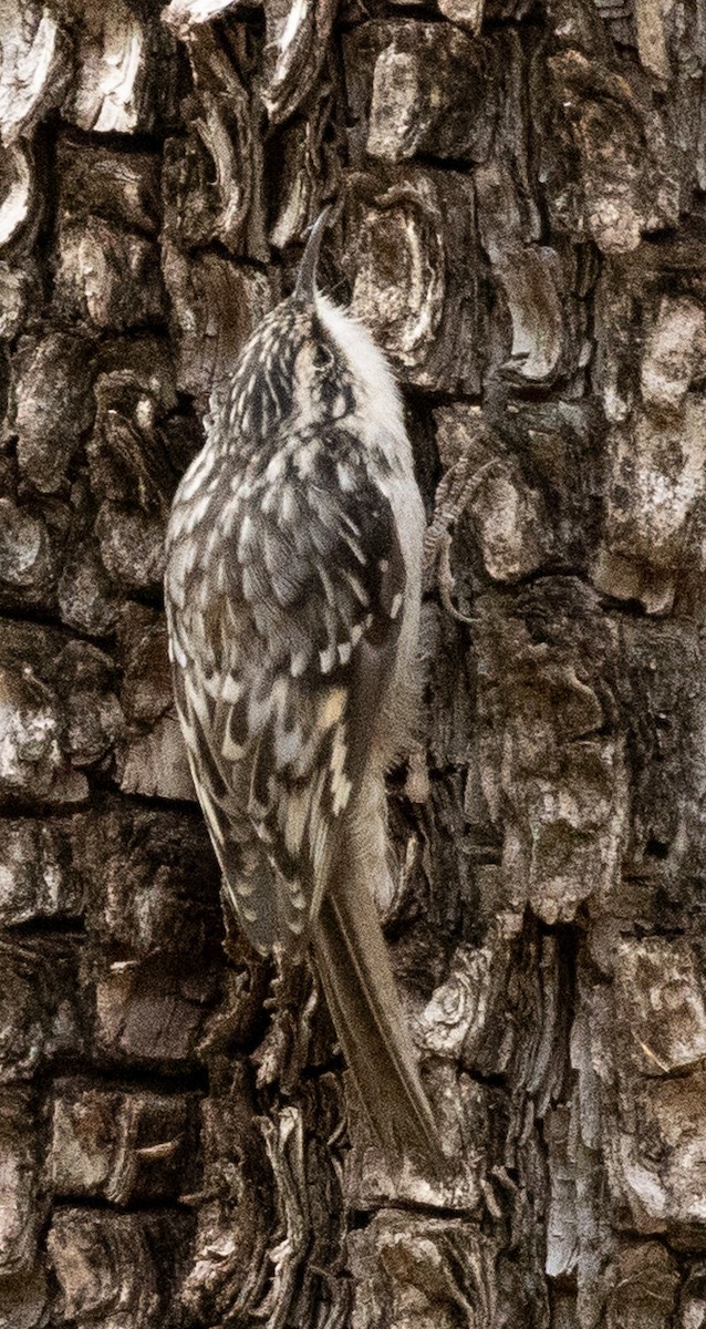 Brown Creeper - ML613190242