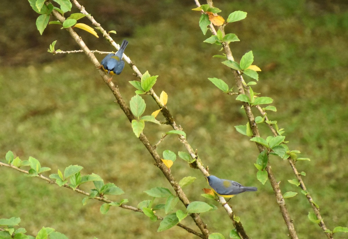 Tropical Parula - ML613190251