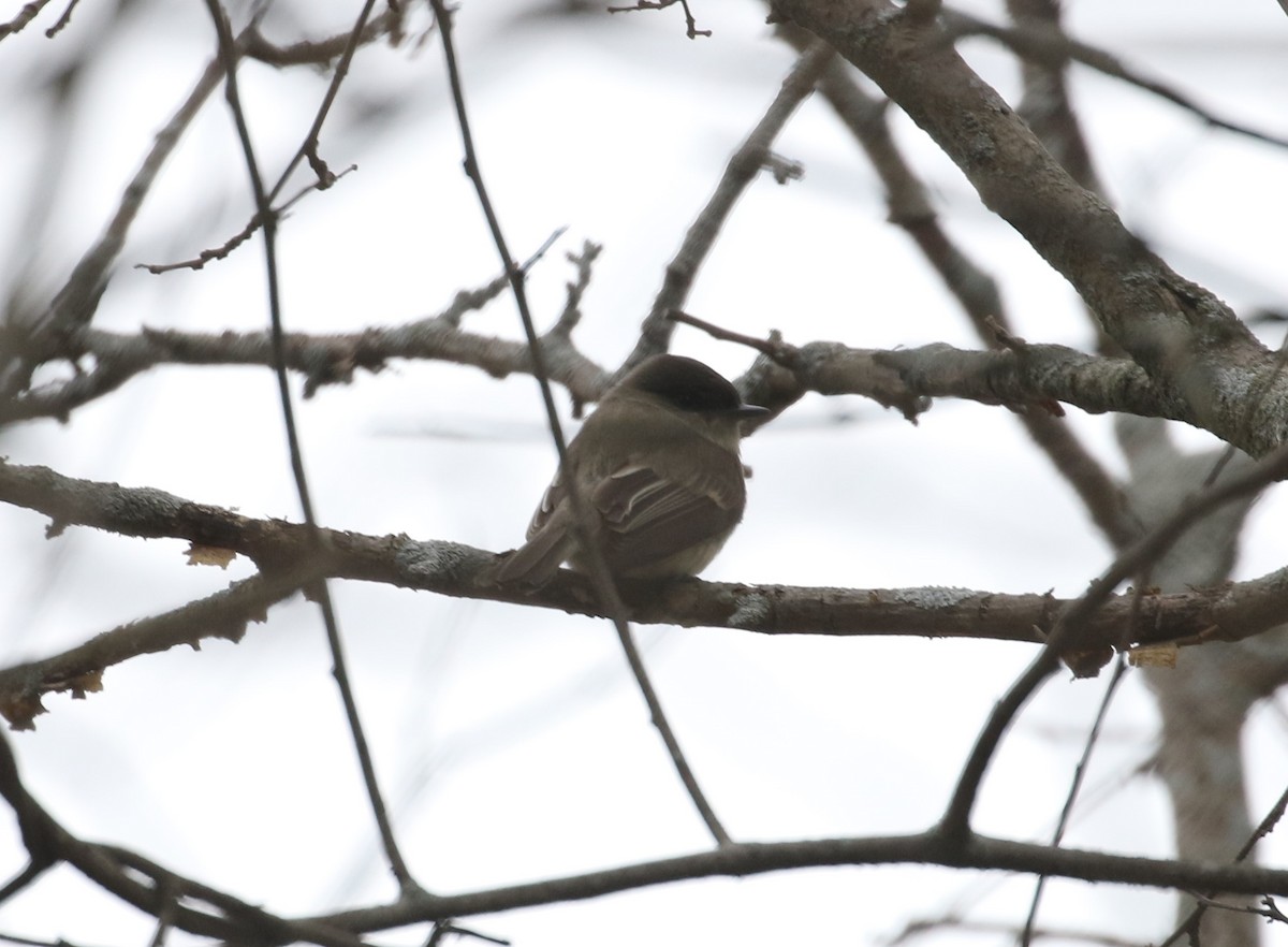 Eastern Phoebe - John Oshlick