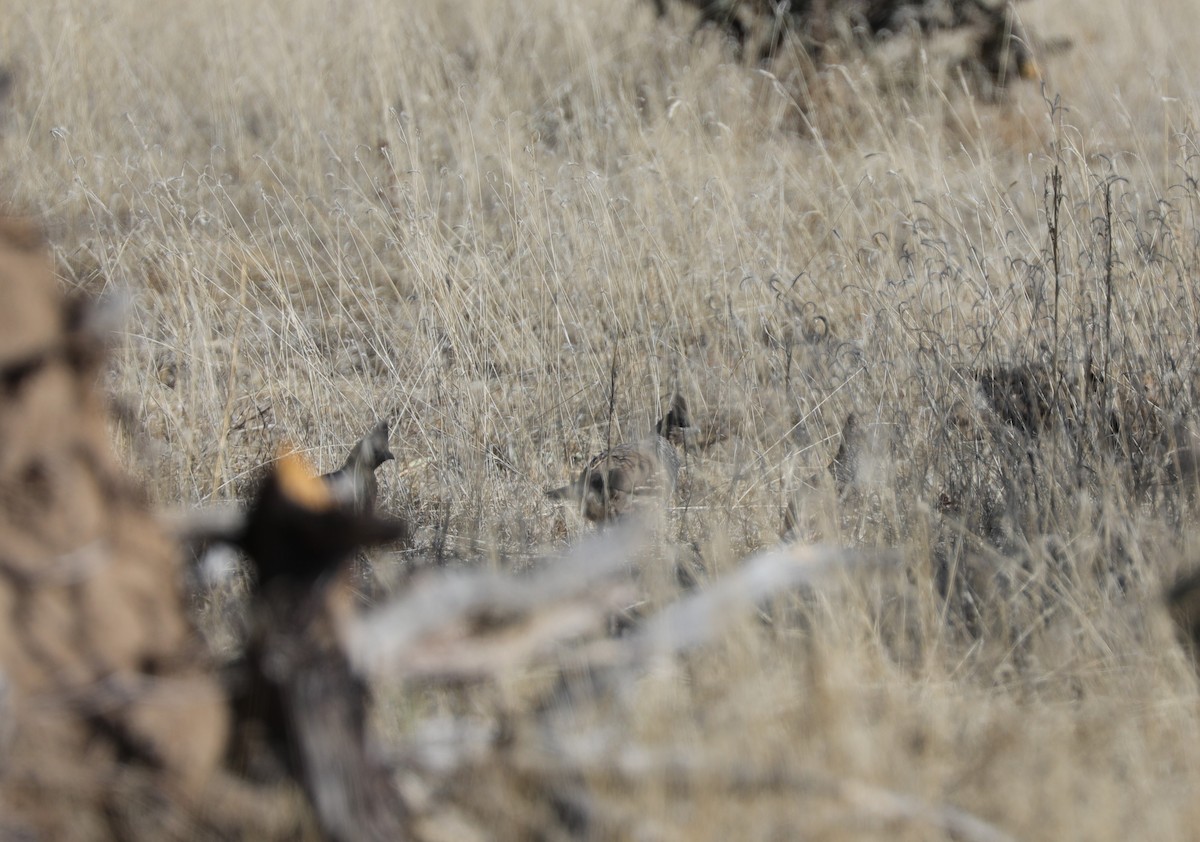 Scaled Quail - Laurel Barnhill