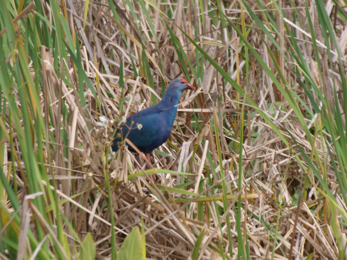 Gray-headed Swamphen - ML613190368